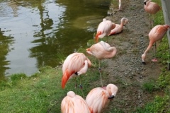 flamingos